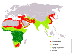 Leopard Distribution