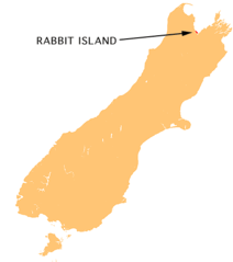 Nz Rabbit I